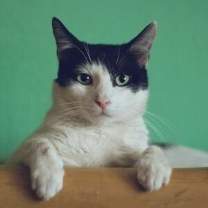 Soft Fleece Cat Jacket