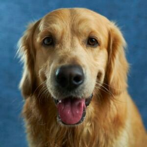 Insulated Dog Chore Coat