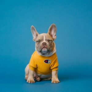 Cable Knit Dog Sweater