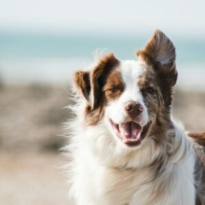Waterproof Dog Windbreaker Jacket